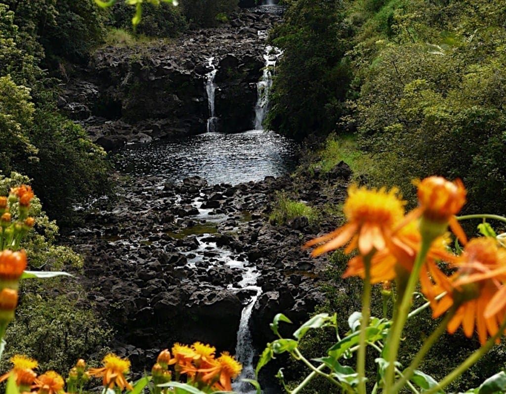 Rainforest Waterfalls