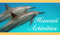 Dolphins in their natural habitat off the coast of Hawaii, with stunning ocean views in the background.