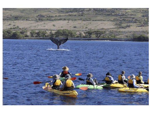 uncruise-kayak-hawaii-
