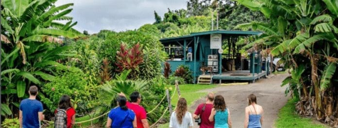 kona-coffee-farms