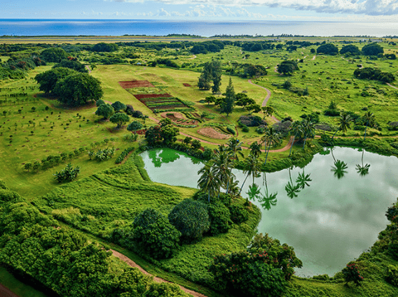 Hawaiian wilderness ponds