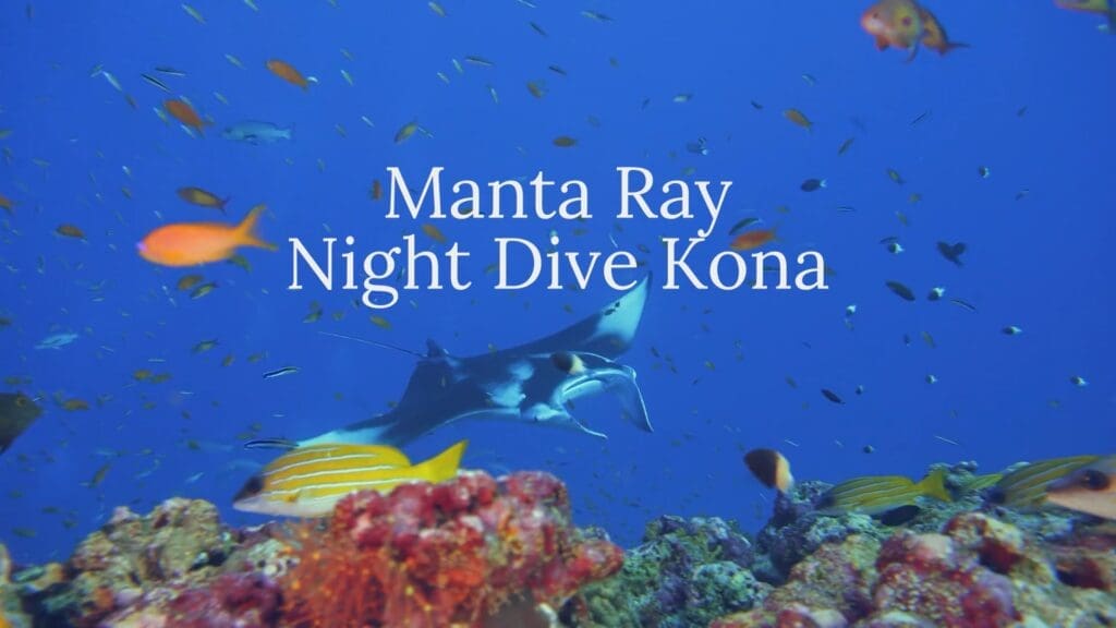 Big Island Manta Ray Night Dive