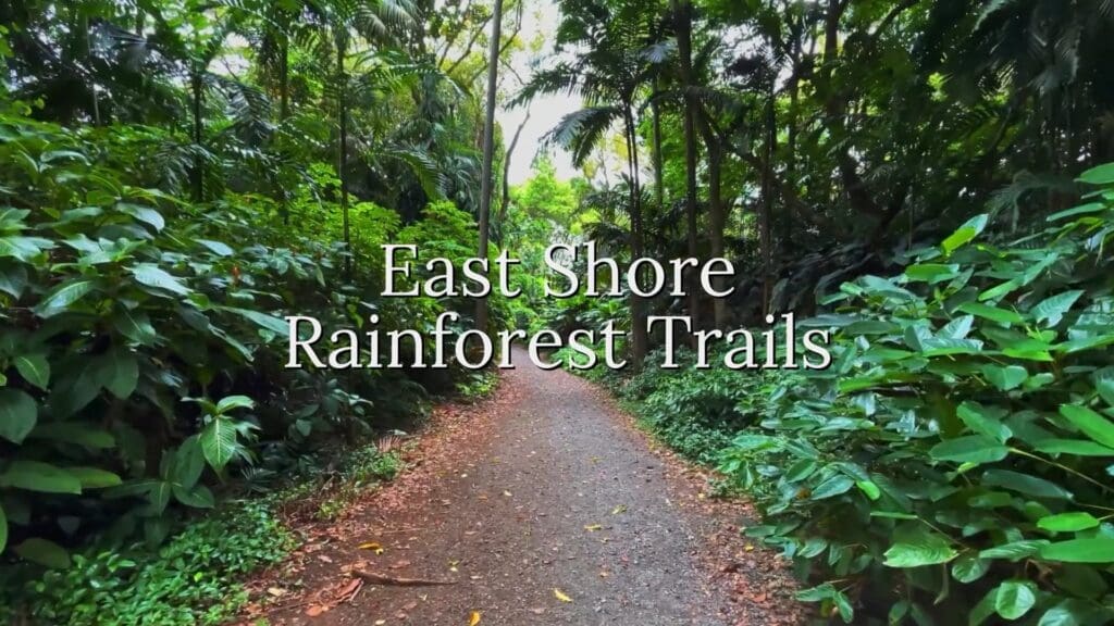 Rain Forest Tours Hawaii Rainforest